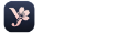 央夜桃